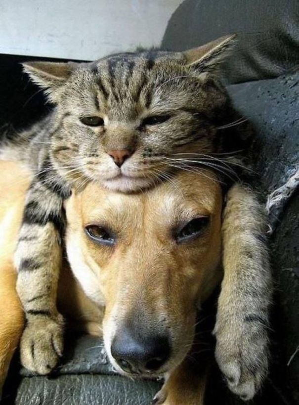 Az igazi macskák kutyákon alszanak