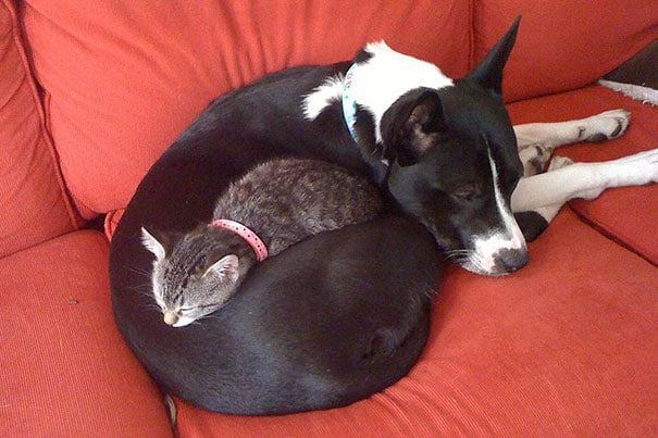 Az igazi macskák kutyákon alszanak