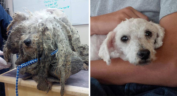 Megmentett kutyákról készült szívszorító fotósorozat