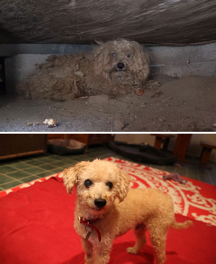 Megmentett kutyákról készült szívszorító fotósorozat