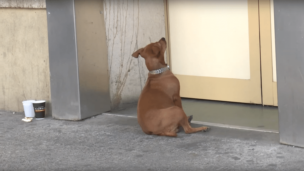 kutya vár a kórház bejárata előtt