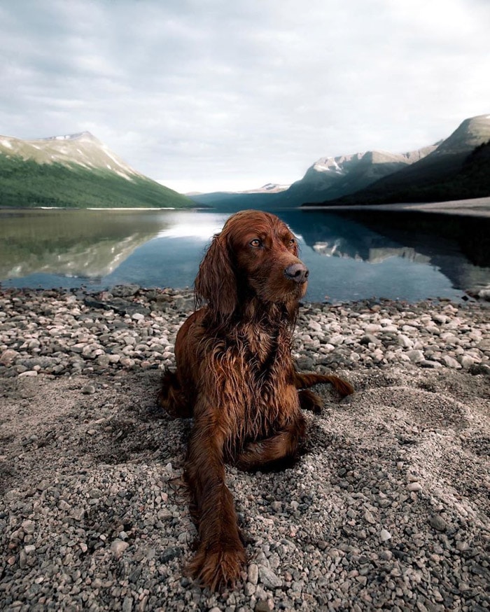kutya és gazdi együtt fedezi fel norvégiát