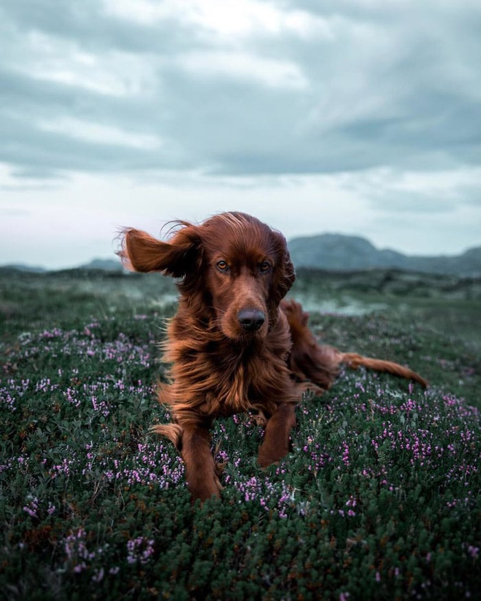 kutya és gazdi együtt fedezi fel norvégiát