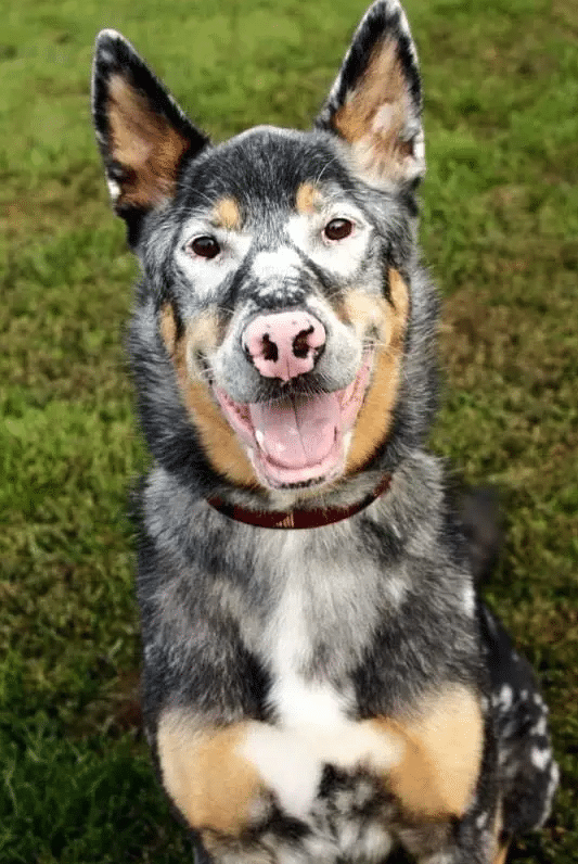 kutyák vitiligo betegséggel