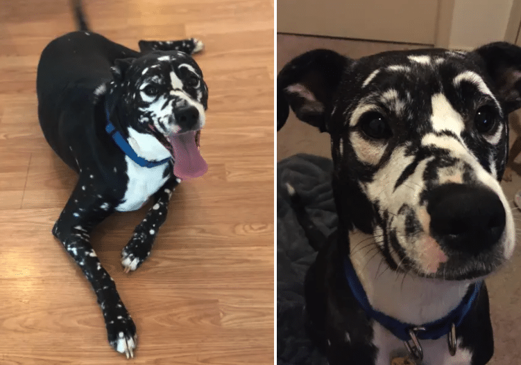 kutyák vitiligo betegséggel