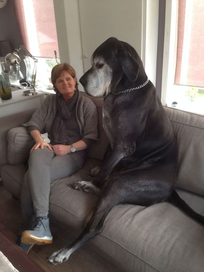 német dog nincs tisztában a méreteivel