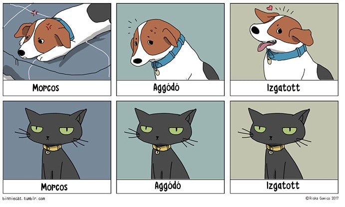 16 falrengetően vicces különbség a kutyák és macskák között