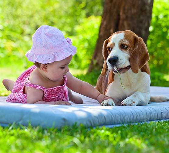 A kutyák óvják meg a betegségtől a csecsemőket