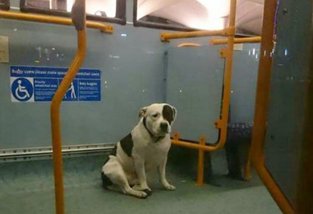 buszon hagyták a kutyát