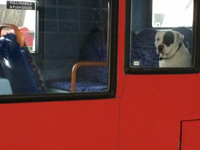 buszon hagyták a kutyát