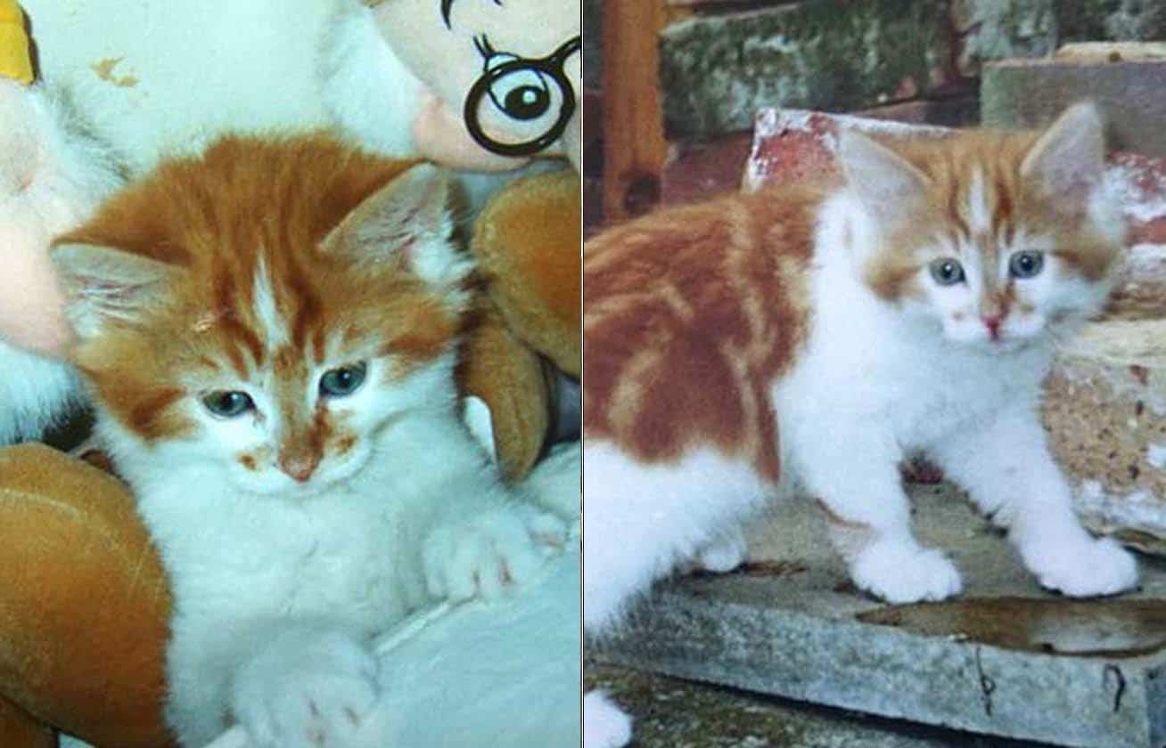1988-ban lett egy macskája
