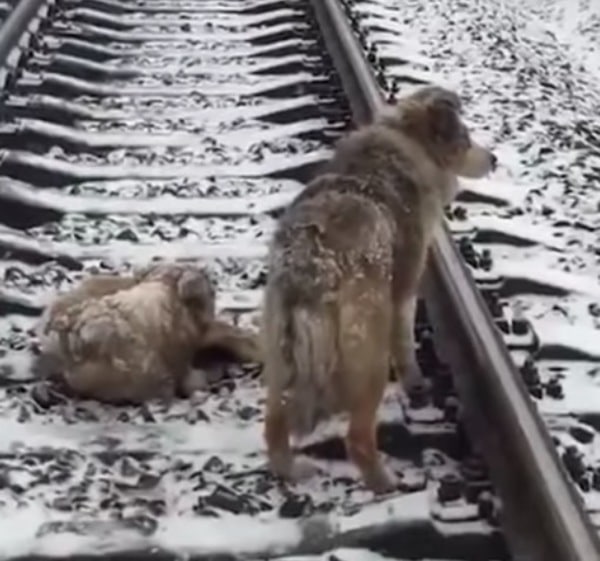 A sebesült kutya a síneken fekszik