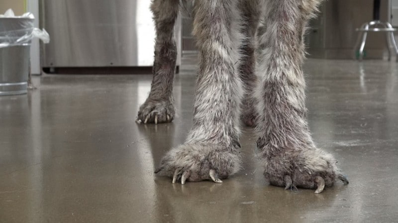 Az állatorvosok megmentették ezt az éhező kutyát