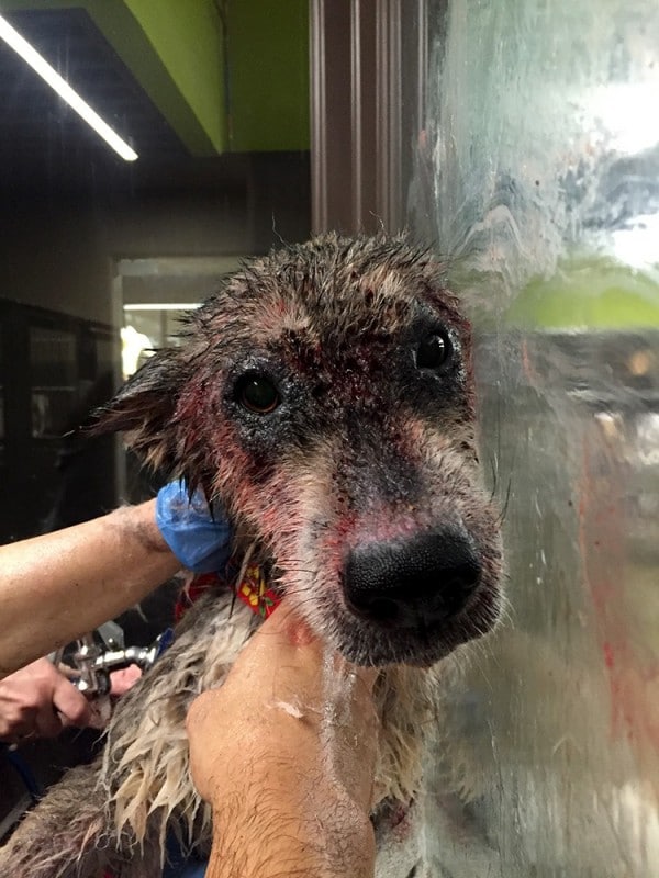 Az állatorvosok megmentették ezt az éhező kutyát