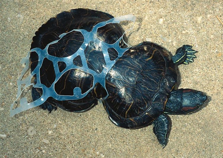 Ez a teknős a műanyag csapdájába esett