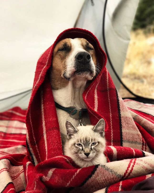 Gyönyörű fotók egy kutya és egy macska barátságáról