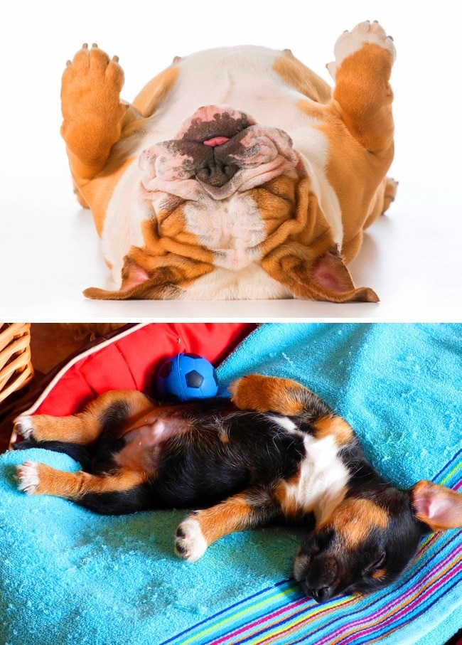 Milyen pózban szokott aludni a kutyád