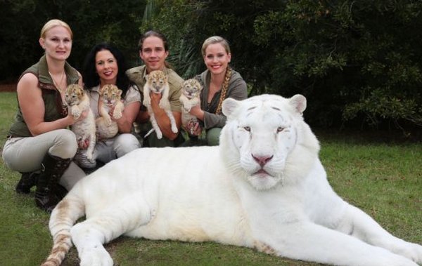 fehér tigris és a fehér oroszlán szerelem