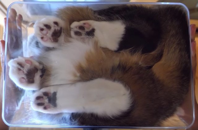 macskák üvegasztalon