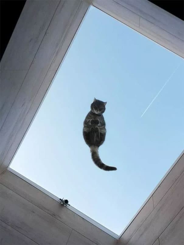 macskák üvegasztalon