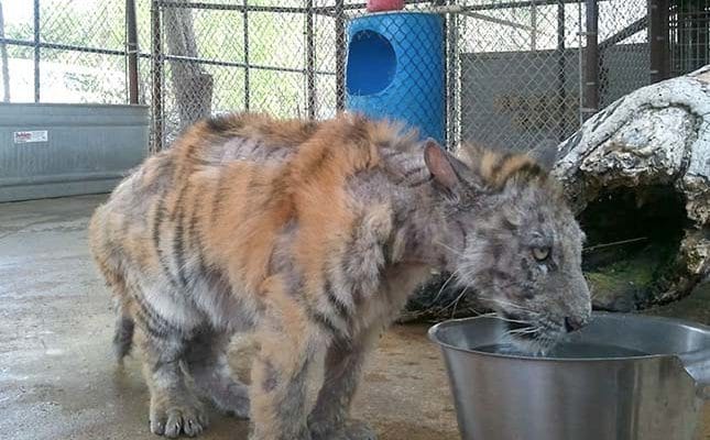 megmentették a cirkuszi tigris életét