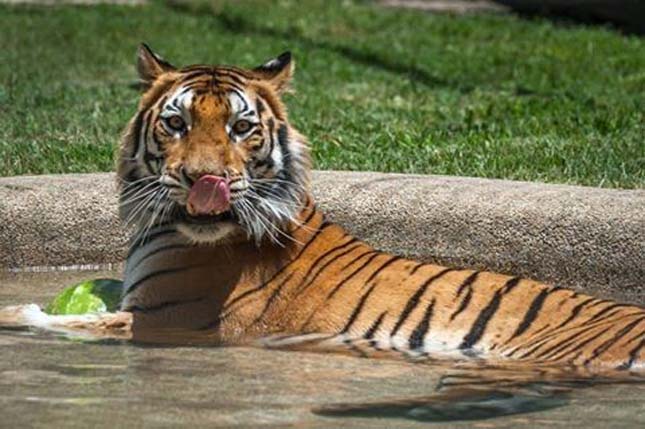 megmentették a cirkuszi tigris életét