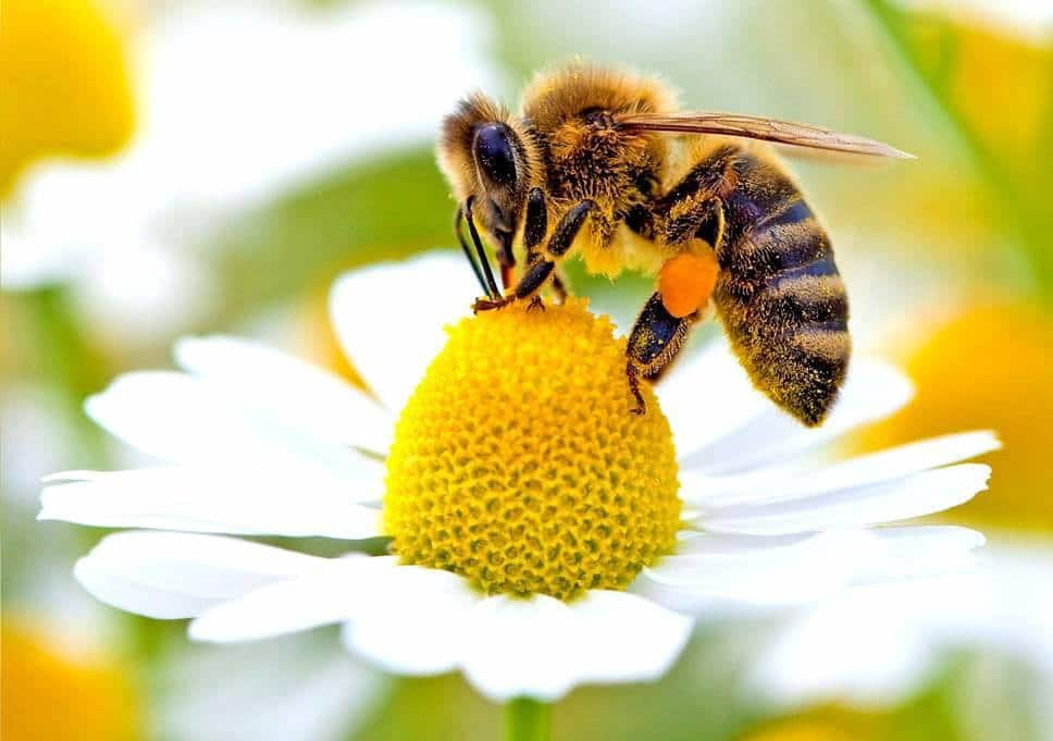 segítsük a méheket