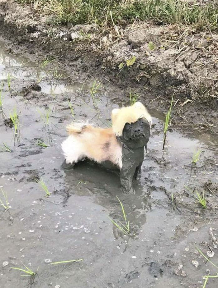 sárfürdőző kutyák