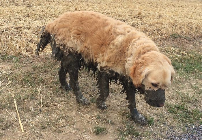 sárfürdőző kutyák