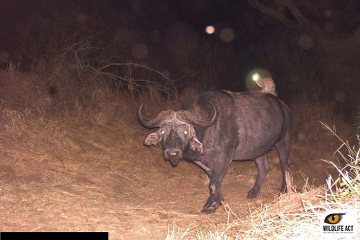 vadon élő állatok rejtett kamera előtt