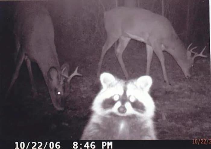 vadon élő állatok rejtett kamera előtt