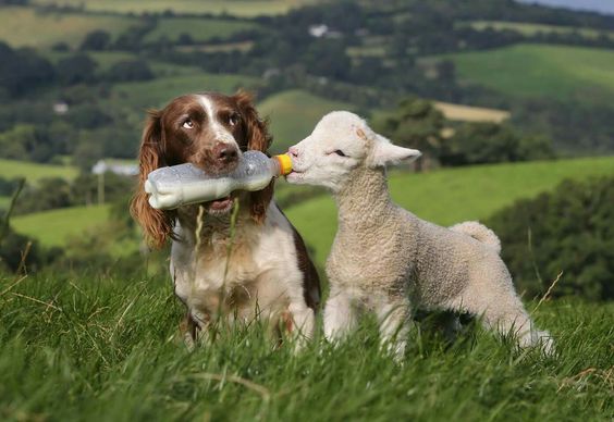 állatok, akik segítenek egymásnak