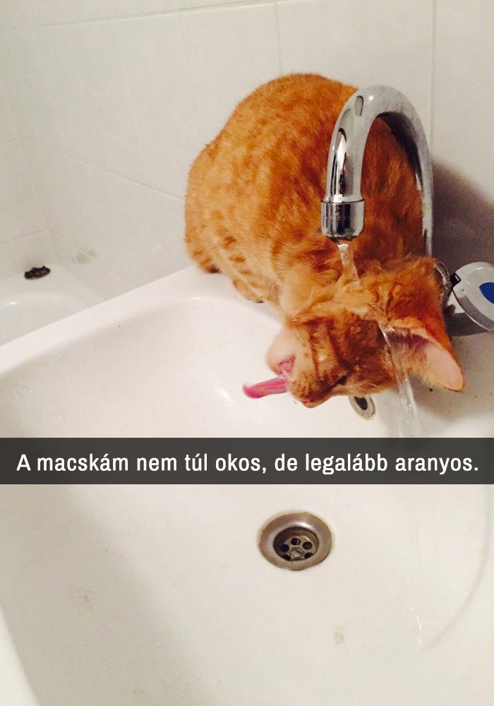 über vicces macskás Snapchat-üzenet
