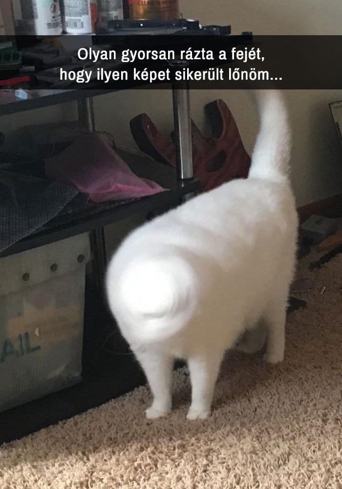 über vicces macskás Snapchat-üzenet