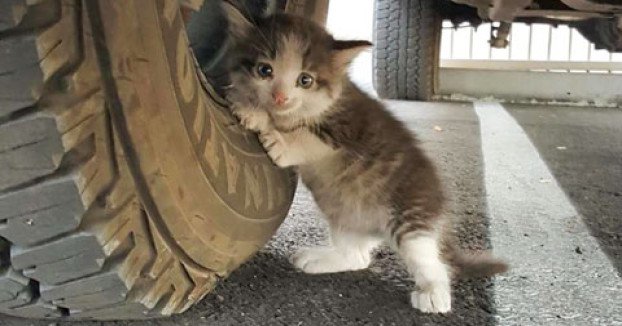 Talált egy ijedt kiscicát az autó alatt