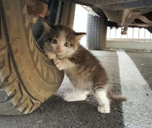 Talált egy ijedt kiscicát az autó alatt