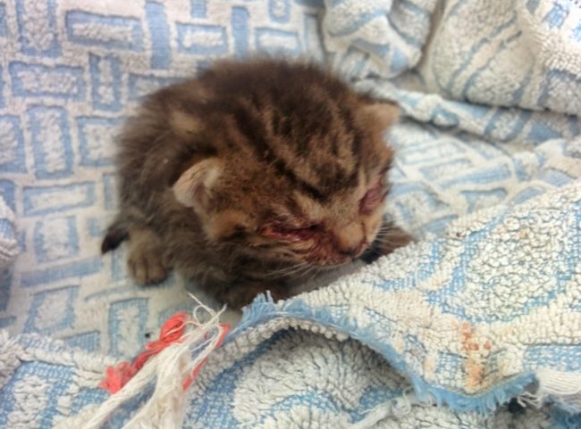 Az utcán találták ezt a sérült kiscicát