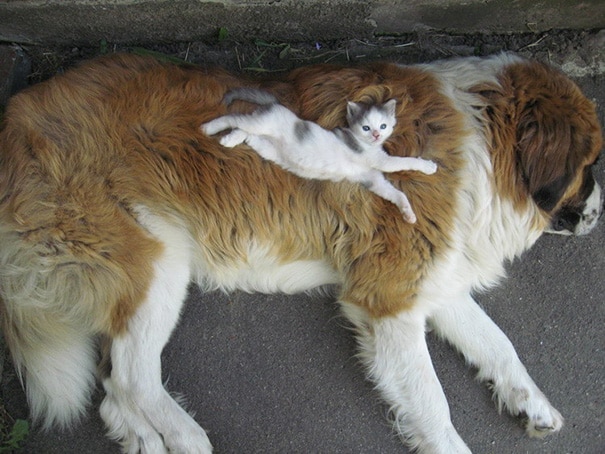 a kutyák és a macskák szeretik egymást