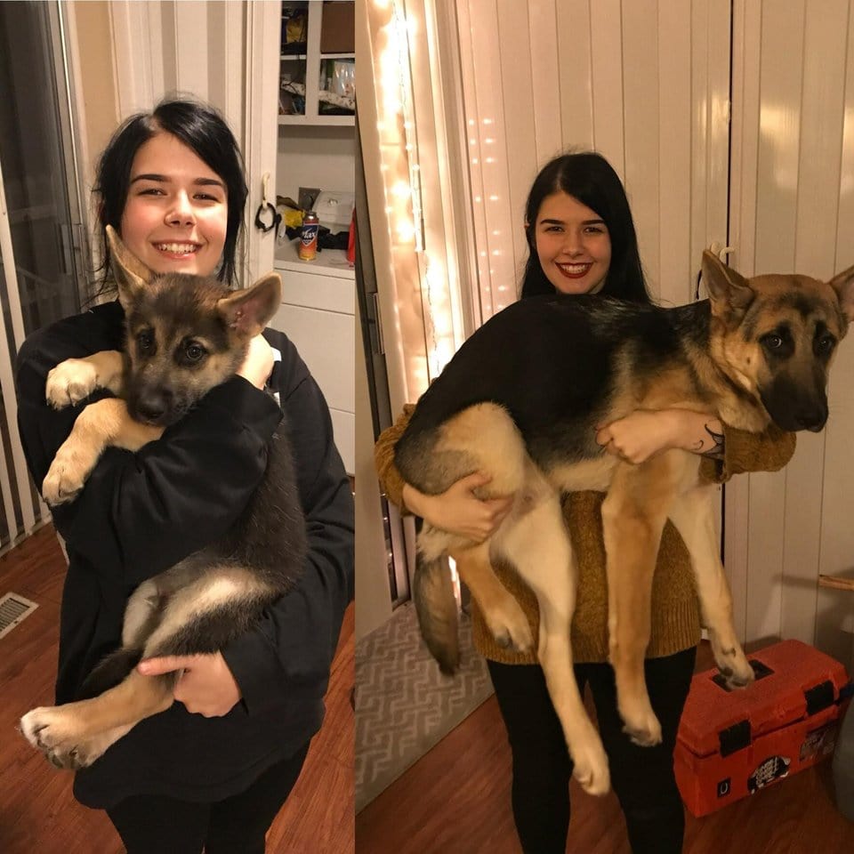 20 nagyra nőtt kutyus