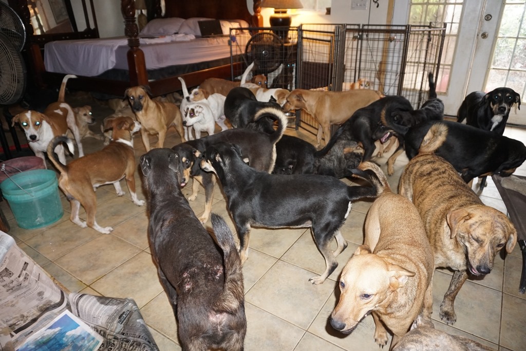 97 kutyát fogadott be egy bahamai nő a hurrikán idejére2