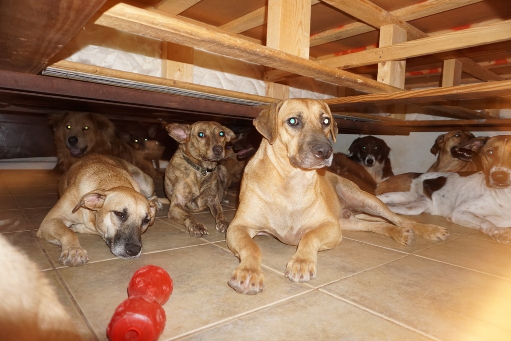 97 kutyát fogadott be egy bahamai nő a hurrikán idejére
