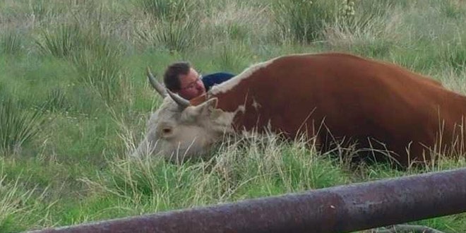 A tehén a férfi szeme láttára esik össze a mezőn