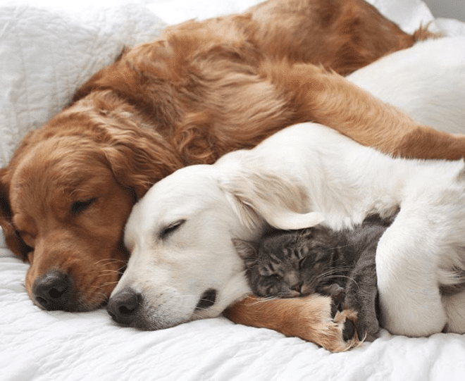 Két kutya is vigyáz a világ legmázlistább cicájára