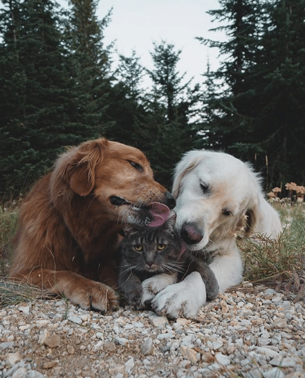 Két kutya is vigyáz a világ legmázlistább cicájára