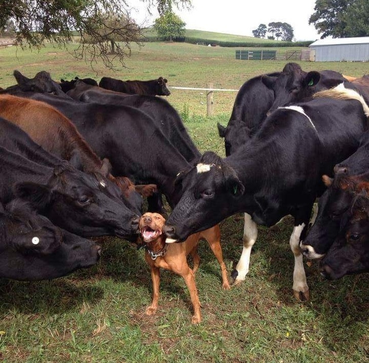 a tehenek kutyának gondolták magukat