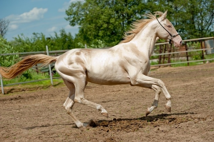 a világ legszebbnek tartott lovai