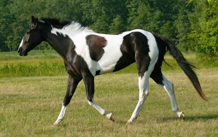 a világ legszebbnek tartott lovai