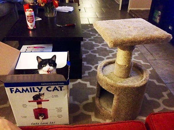 felesleges macskáknak ajándékot venni