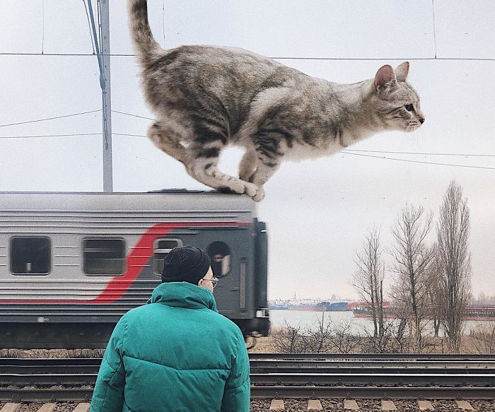 milyen lenne a világ, ha a macskák sokkal nagyobbak lennének