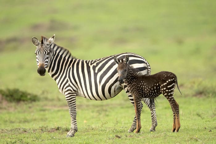 pöttyös zebra született kenyában